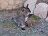 Filename=20240413_033.jpg
Filesize=927KiB
Dimensions=2048x1536
Date added=Mar 18, 2025 20240413_033.jpg