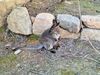 Filename=20240413_035.jpg
Filesize=1226KiB
Dimensions=2048x1536
Date added=Mar 18, 2025 20240413_035.jpg
