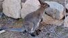 Filename=20240413_041.jpg
Filesize=670KiB
Dimensions=2048x1152
Date added=Mar 18, 2025 20240413_041.jpg