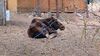 Filename=20240413_049.jpg
Filesize=718KiB
Dimensions=2048x1152
Date added=Mar 18, 2025 20240413_049.jpg
