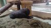 Filename=20240413_074.jpg
Filesize=538KiB
Dimensions=2048x1152
Date added=Mar 18, 2025 20240413_074.jpg