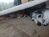 Filename=20240422_006.jpg
Filesize=446KiB
Dimensions=2048x1536
Date added=Mar 18, 2025 20240422_006.jpg