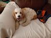 Filename=20240502_005.jpg
Filesize=317KiB
Dimensions=2048x1536
Date added=Mar 23, 2025 20240502_005.jpg
