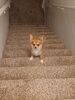 Filename=20240505_001.jpg
Filesize=641KiB
Dimensions=1536x2048
Date added=Mar 23, 2025 20240505_001.jpg