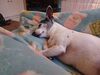 Filename=20240514_006.jpg
Filesize=344KiB
Dimensions=2048x1536
Date added=Mar 23, 2025 20240514_006.jpg