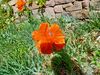 Filename=20240522_009.jpg
Filesize=554KiB
Dimensions=2048x1536
Date added=Mar 23, 2025 20240522_009.jpg