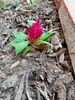 Filename=20240524_039.jpg
Filesize=648KiB
Dimensions=1536x2048
Date added=Mar 23, 2025 20240524_039.jpg