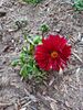Filename=20240524_041.jpg
Filesize=486KiB
Dimensions=1536x2048
Date added=Mar 23, 2025 20240524_041.jpg