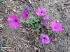 Filename=20240524_043.jpg
Filesize=1070KiB
Dimensions=2048x1536
Date added=Mar 23, 2025 20240524_043.jpg