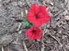 Filename=20240524_044.jpg
Filesize=434KiB
Dimensions=2048x1536
Date added=Mar 23, 2025 20240524_044.jpg