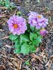 Filename=20240524_045.jpg
Filesize=547KiB
Dimensions=1536x2048
Date added=Mar 23, 2025 20240524_045.jpg