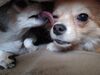 Filename=20240527_002.jpg
Filesize=302KiB
Dimensions=2048x1536
Date added=Mar 23, 2025 20240527_002.jpg