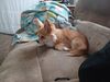 Filename=20240604_001.jpg
Filesize=549KiB
Dimensions=2048x1536
Date added=Mar 23, 2025 20240604_001.jpg