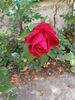 Filename=20240613_001.jpg
Filesize=282KiB
Dimensions=1536x2048
Date added=Mar 23, 2025 20240613_001.jpg