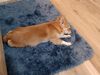 Filename=20240614_001.jpg
Filesize=550KiB
Dimensions=2048x1536
Date added=Mar 23, 2025 20240614_001.jpg