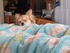 Filename=20240628_001.jpg
Filesize=468KiB
Dimensions=2048x1536
Date added=Mar 23, 2025 20240628_001.jpg