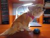 Filename=20240805_001.jpg
Filesize=289KiB
Dimensions=2048x1536
Date added=Jun 01, 2025 20240805_001.jpg