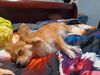 Filename=20240806_002.jpg
Filesize=392KiB
Dimensions=2048x1536
Date added=Jun 01, 2025 20240806_002.jpg