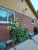 Filename=20240814_004.jpg
Filesize=568KiB
Dimensions=1536x2048
Date added=Jun 01, 2025 20240814_004.jpg
