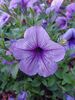 Filename=20240814_008.jpg
Filesize=307KiB
Dimensions=1536x2048
Date added=Jun 01, 2025 20240814_008.jpg