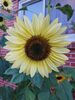 Filename=20240814_010.jpg
Filesize=283KiB
Dimensions=1536x2048
Date added=Jun 01, 2025 20240814_010.jpg