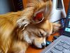 Filename=20240821_003.jpg
Filesize=407KiB
Dimensions=2048x1536
Date added=Jun 01, 2025 20240821_003.jpg