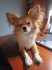 Filename=20240827_002.jpg
Filesize=288KiB
Dimensions=1536x2048
Date added=Jun 01, 2025 20240827_002.jpg