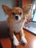 Filename=20240827_003.jpg
Filesize=289KiB
Dimensions=1536x2048
Date added=Jun 01, 2025 20240827_003.jpg