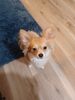 Filename=20240829_001.jpg
Filesize=184KiB
Dimensions=1536x2048
Date added=Jun 01, 2025 20240829_001.jpg