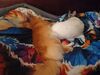 Filename=20240830_003.jpg
Filesize=266KiB
Dimensions=2048x1536
Date added=Jun 01, 2025 20240830_003.jpg