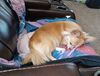 Filename=20240903_001.jpg
Filesize=341KiB
Dimensions=2047x1556
Date added=Jun 02, 2025 20240903_001.jpg