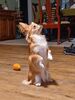 Filename=20240906_001.jpg
Filesize=360KiB
Dimensions=1536x2048
Date added=Jun 02, 2025 20240906_001.jpg