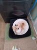 Filename=20240908_001.jpg
Filesize=342KiB
Dimensions=1536x2048
Date added=Jun 02, 2025 20240908_001.jpg