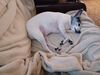 Filename=20240908_002.jpg
Filesize=385KiB
Dimensions=2048x1536
Date added=Jun 02, 2025 20240908_002.jpg