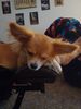 Filename=20240908_004.jpg
Filesize=183KiB
Dimensions=1536x2048
Date added=Jun 02, 2025 20240908_004.jpg