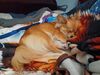 Filename=20240909_003.jpg
Filesize=286KiB
Dimensions=2048x1536
Date added=Jun 02, 2025 20240909_003.jpg