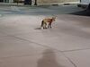 Filename=20240914_012.jpg
Filesize=267KiB
Dimensions=2048x1536
Date added=Jun 02, 2025 20240914_012.jpg