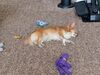 Filename=20241002_008.jpg
Filesize=899KiB
Dimensions=2048x1536
Date added=Jun 03, 2025 20241002_008.jpg