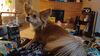 Filename=20241106_006.jpg
Filesize=256KiB
Dimensions=2048x1152
Date added=Jun 14, 2025 20241106_006.jpg