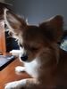 Filename=20241110_001.jpg
Filesize=274KiB
Dimensions=1536x2048
Date added=Jun 14, 2025 20241110_001.jpg