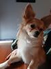 Filename=20241110_003.jpg
Filesize=269KiB
Dimensions=1536x2048
Date added=Jun 14, 2025 20241110_003.jpg
