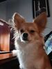 Filename=20241110_005.jpg
Filesize=338KiB
Dimensions=1536x2048
Date added=Jun 14, 2025 20241110_005.jpg