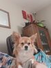 Filename=20241117_001.jpg
Filesize=330KiB
Dimensions=1536x2048
Date added=Jun 14, 2025 20241117_001.jpg