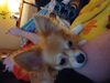 Filename=20241211_003.jpg
Filesize=2458KiB
Dimensions=2048x1536
Date added=Jun 19, 2025 20241211_003.jpg