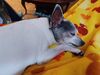 Filename=20241218_007.jpg
Filesize=2882KiB
Dimensions=2048x1536
Date added=Jun 19, 2025 20241218_007.jpg
