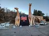 Filename=20241220_004.jpg
Filesize=1946KiB
Dimensions=2048x1536
Date added=Jun 19, 2025 20241220_004.jpg