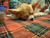 Filename=20241231_003.jpg
Filesize=4489KiB
Dimensions=2048x1536
Date added=Jun 19, 2025 20241231_003.jpg