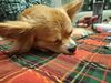 Filename=20241231_004.jpg
Filesize=4655KiB
Dimensions=2048x1536
Date added=Jun 19, 2025 20241231_004.jpg