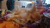 Filename=20250103_002.jpg
Filesize=1047KiB
Dimensions=2048x1152
Date added=Jul 08, 2025 20250103_002.jpg
