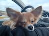 Filename=20250129_002.jpg
Filesize=1560KiB
Dimensions=2048x1536
Date added=Jul 08, 2025 20250129_002.jpg